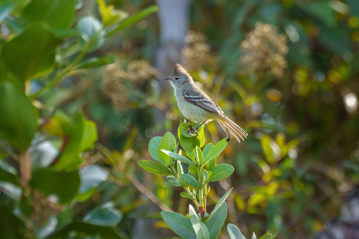 Plain-crested Elaenia - ML638677029
