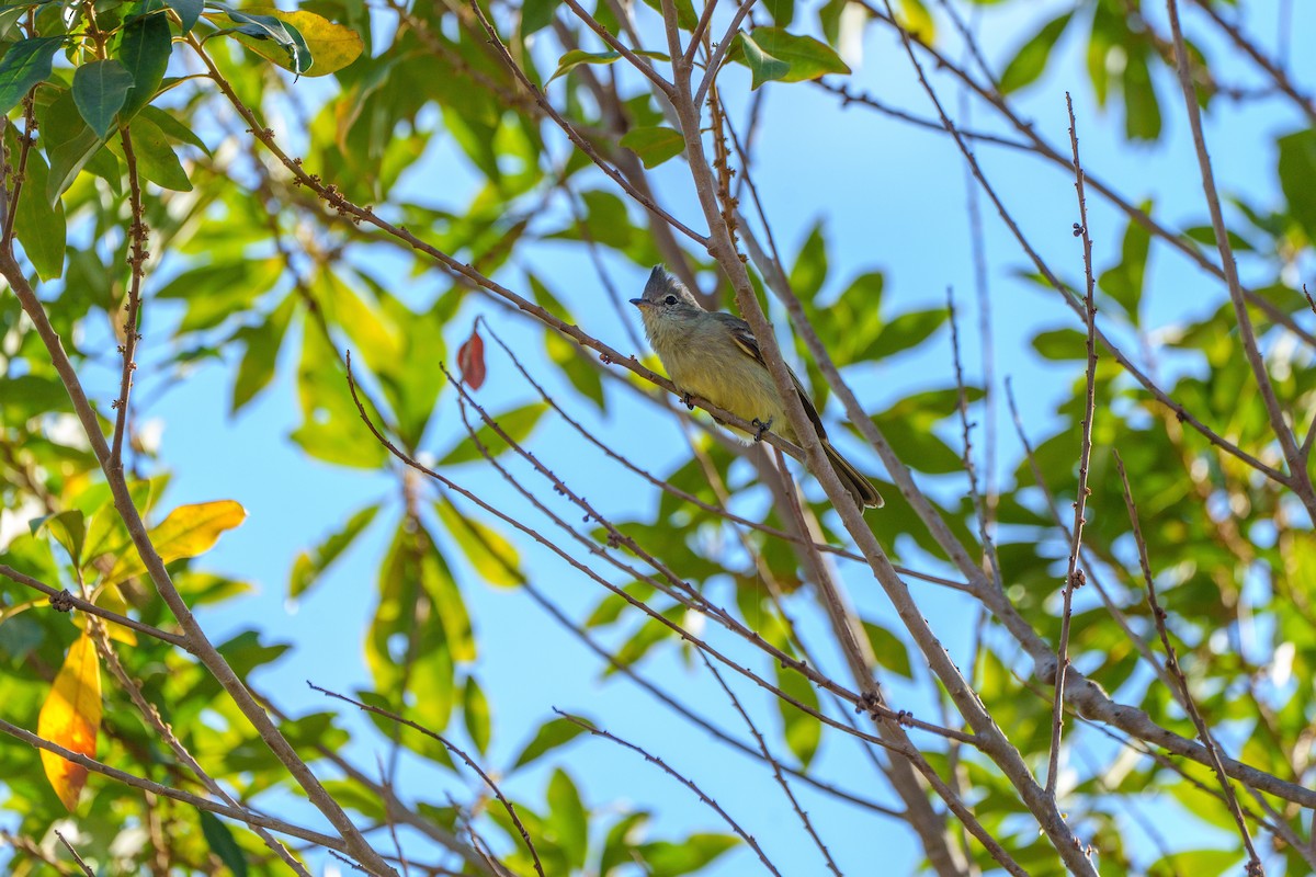 Plain-crested Elaenia - ML638677030