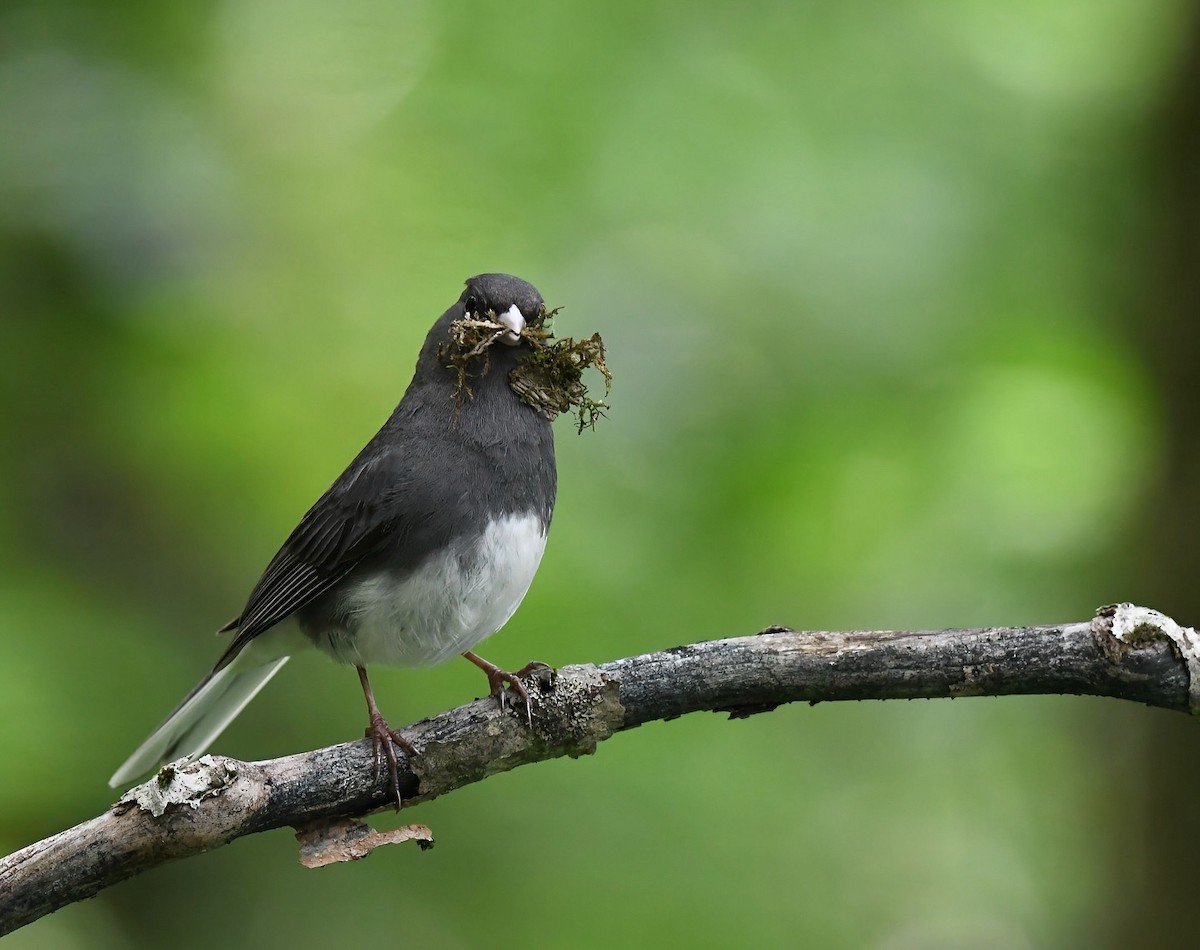 Dark-eyed Junco - ML638677033