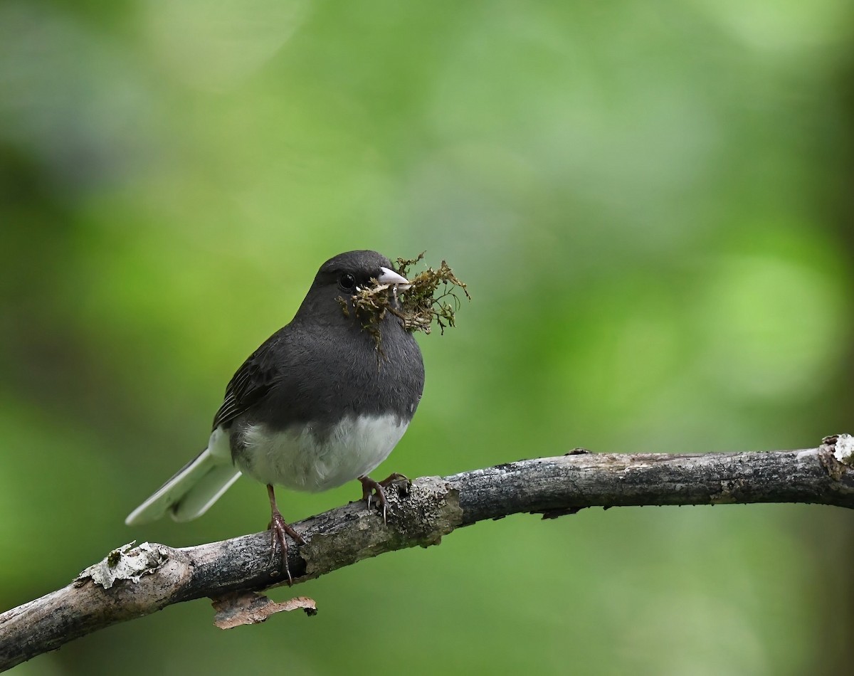 Dark-eyed Junco - ML638677034