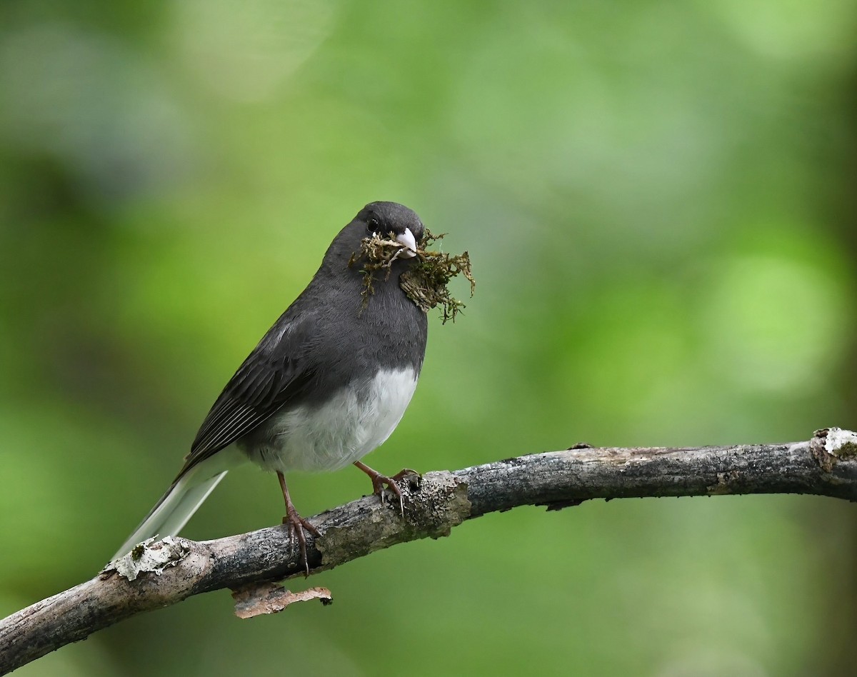 Dark-eyed Junco - ML638677035