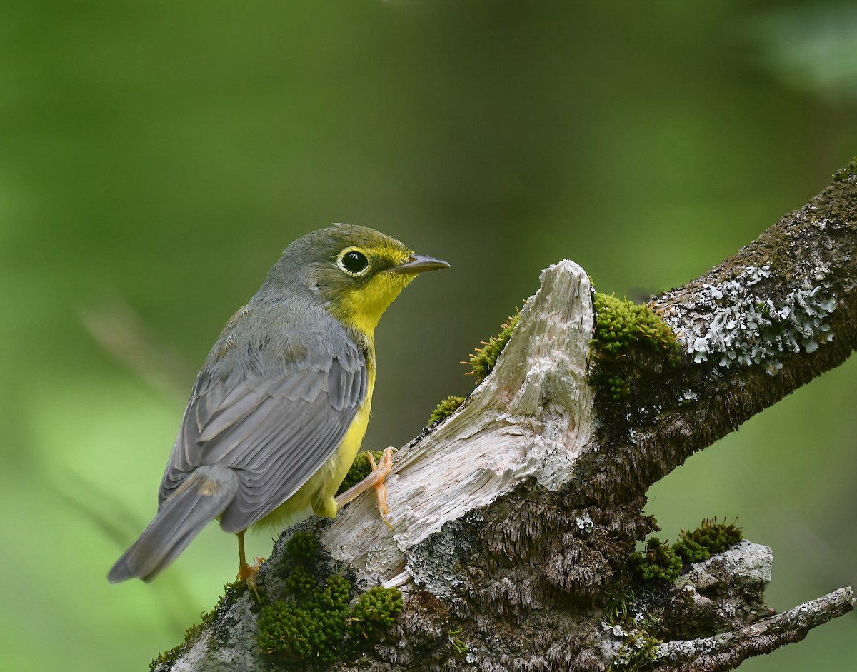 Canada Warbler - ML638677081