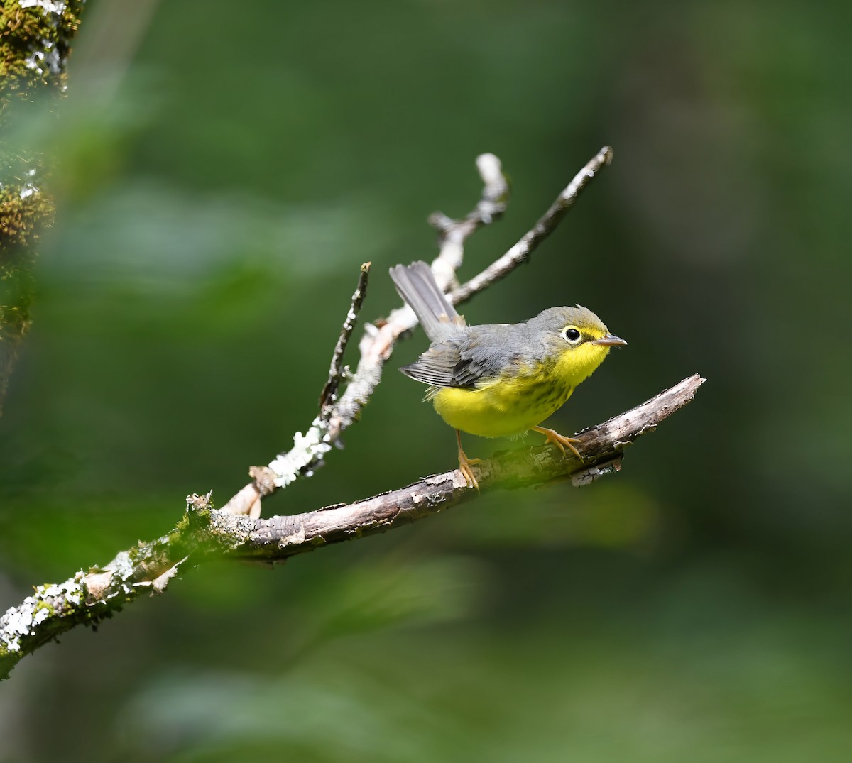 Canada Warbler - ML638677083