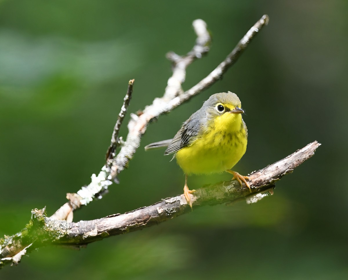 Canada Warbler - ML638677084