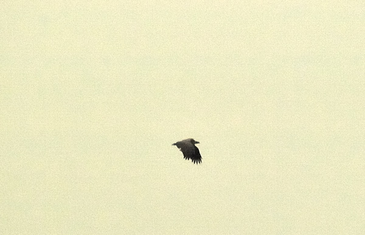 White-backed Vulture - ML638677125