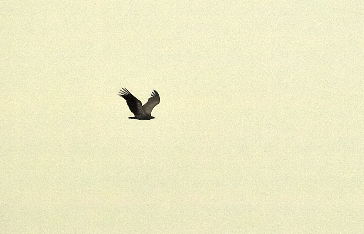 White-backed Vulture - ML638677126