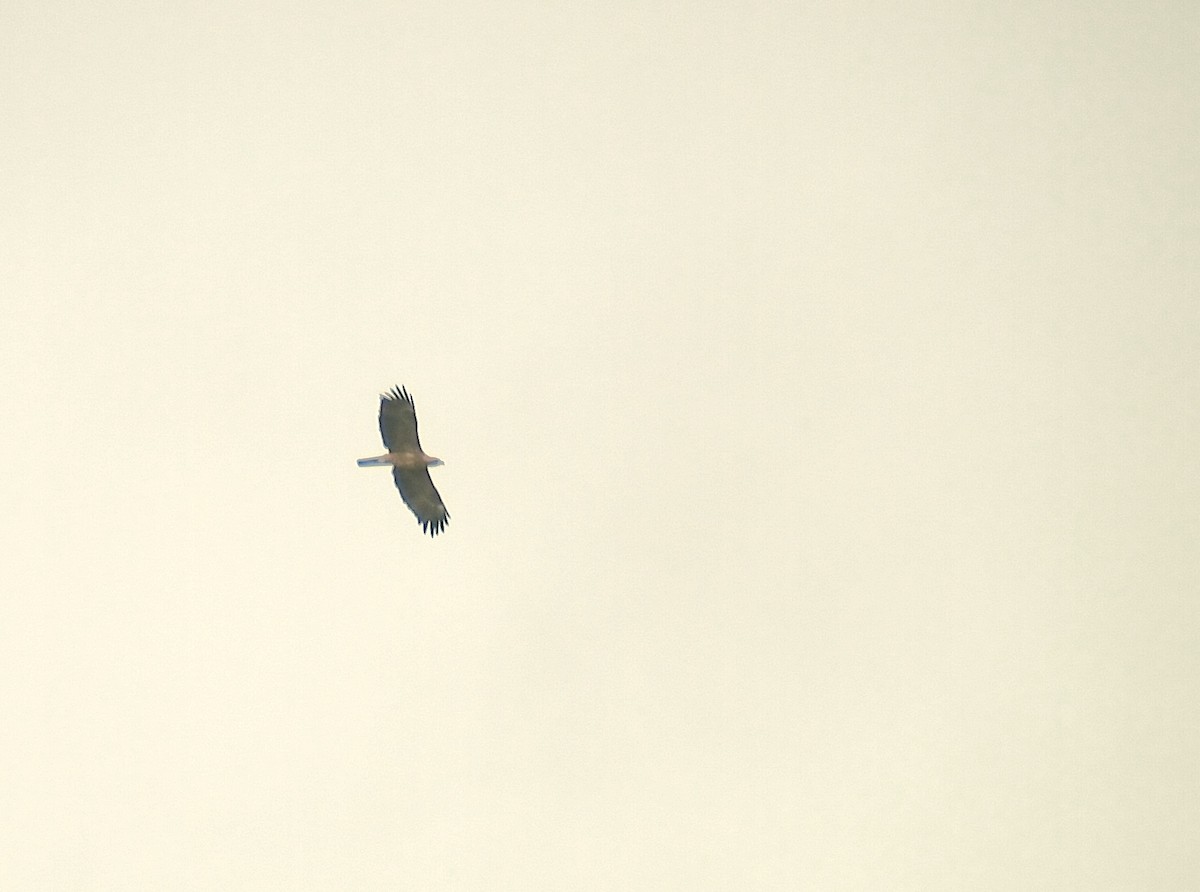 Wahlberg's Eagle - ML638677133