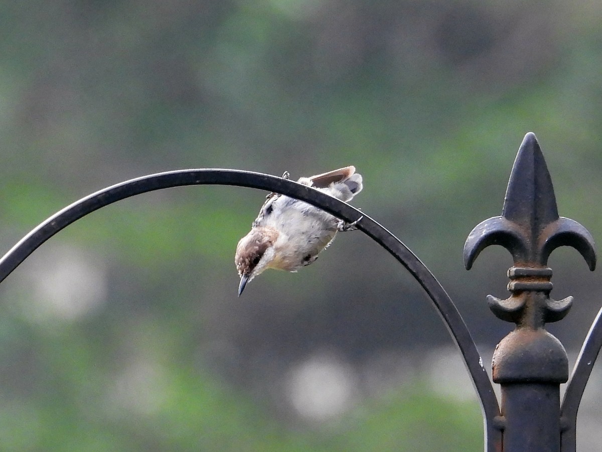 Brown-headed Nuthatch - ML638677138