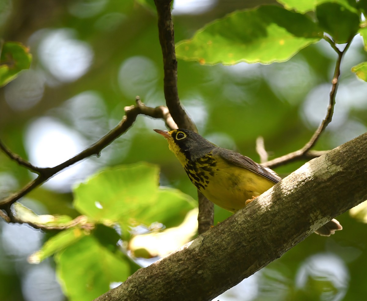 Canada Warbler - ML638677153