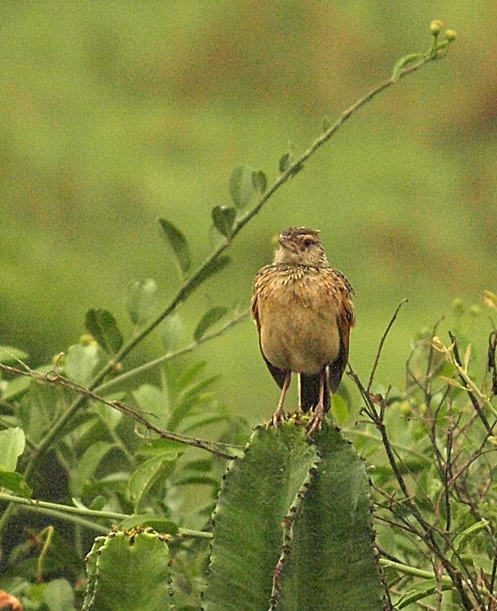 Rufous-naped Lark (Rufous-naped) - ML638677158