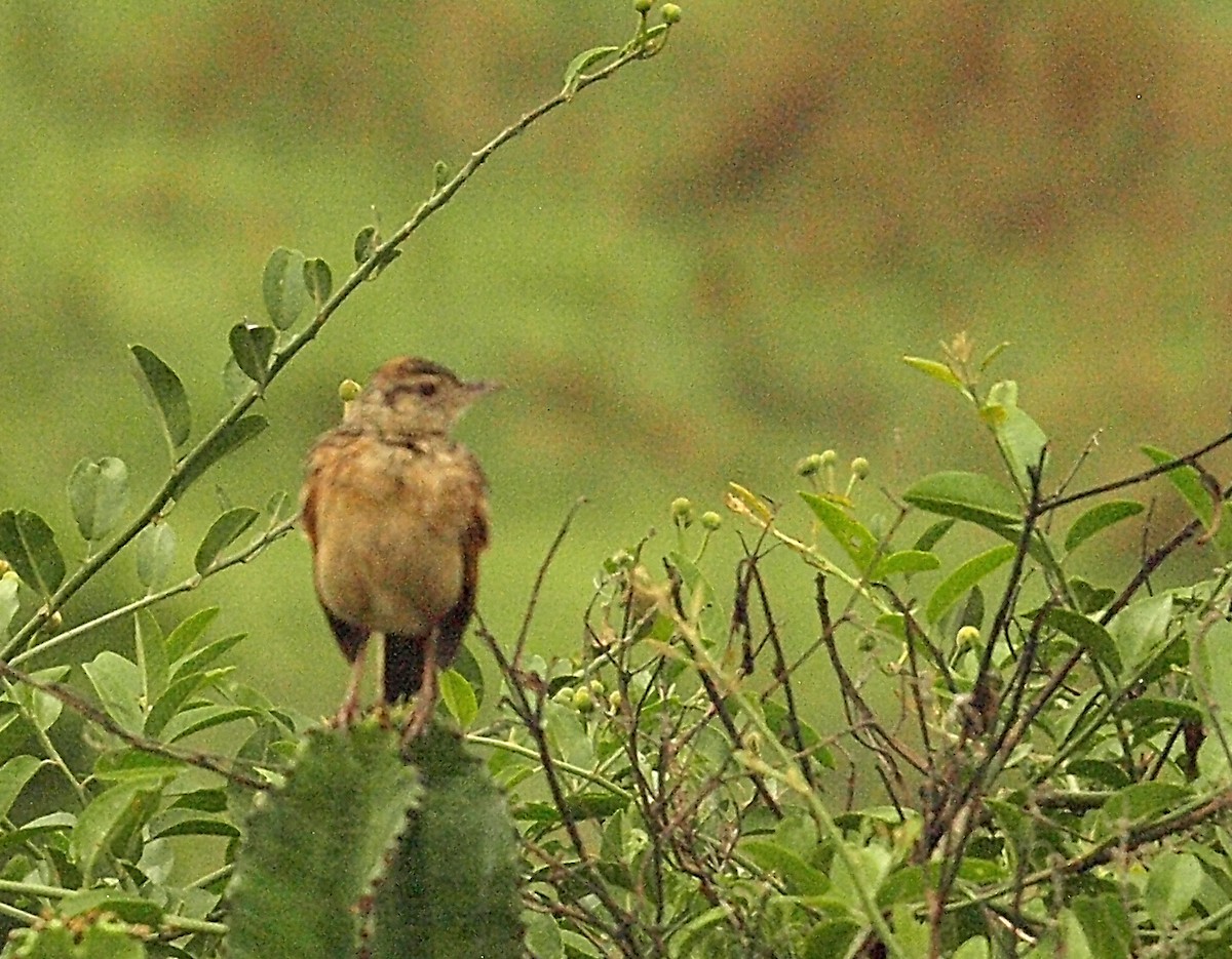 Rufous-naped Lark (Rufous-naped) - ML638677159