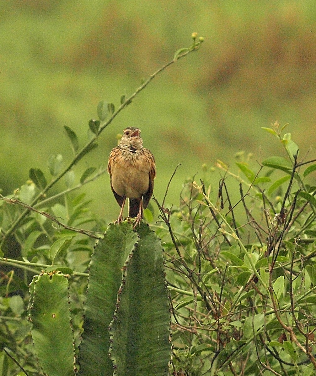 Rufous-naped Lark (Rufous-naped) - ML638677160