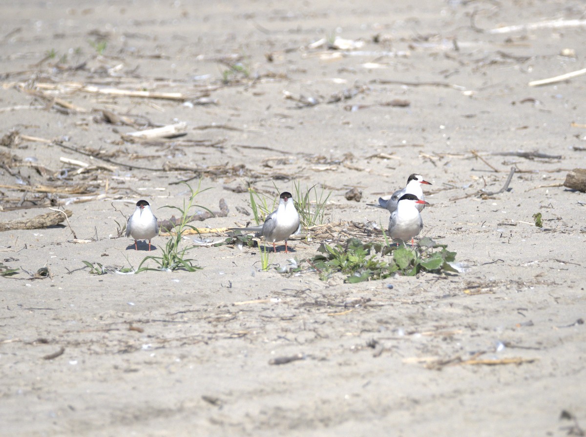 Common Tern - ML638677188