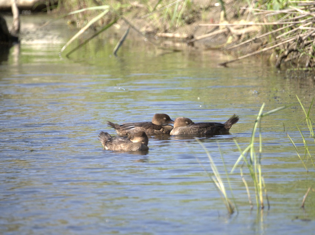 Hooded Merganser - ML638677207