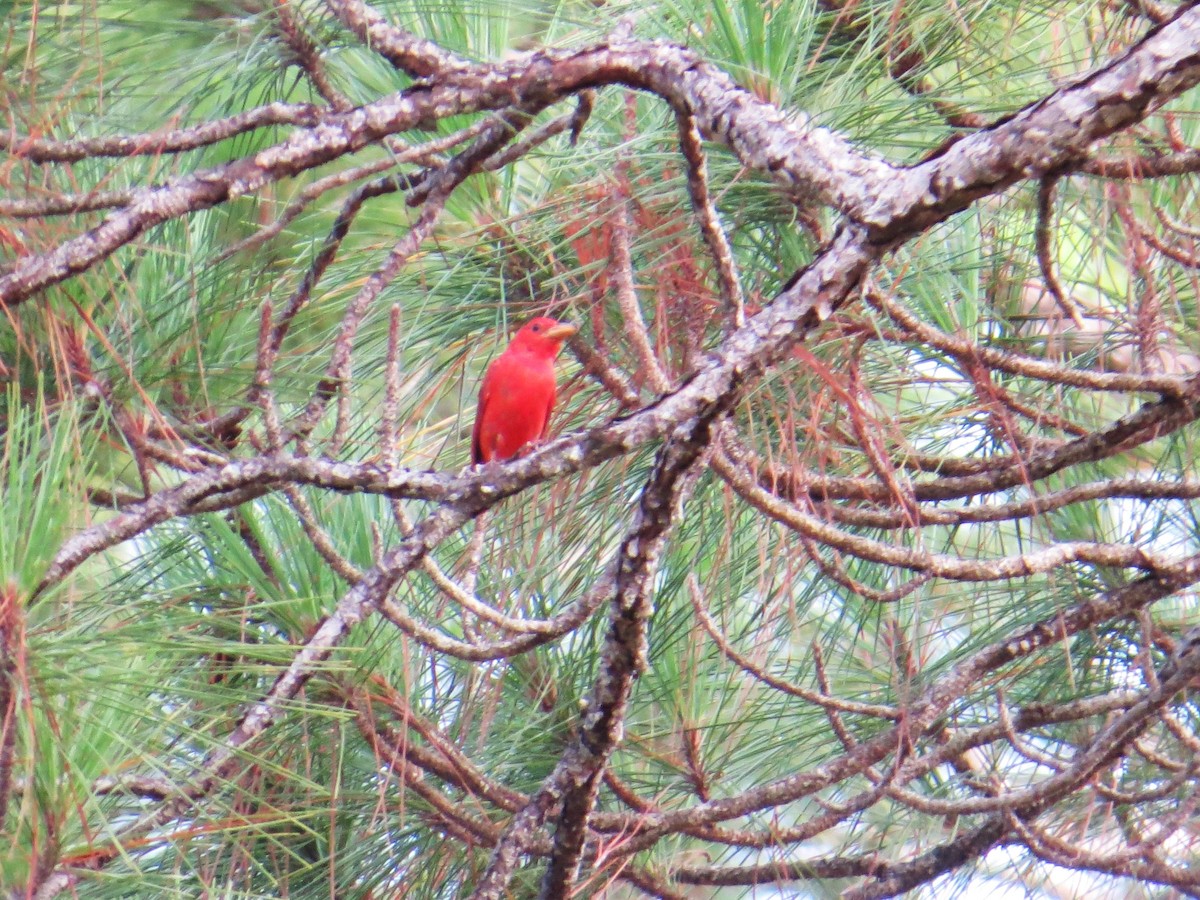 Summer Tanager - ML638677239