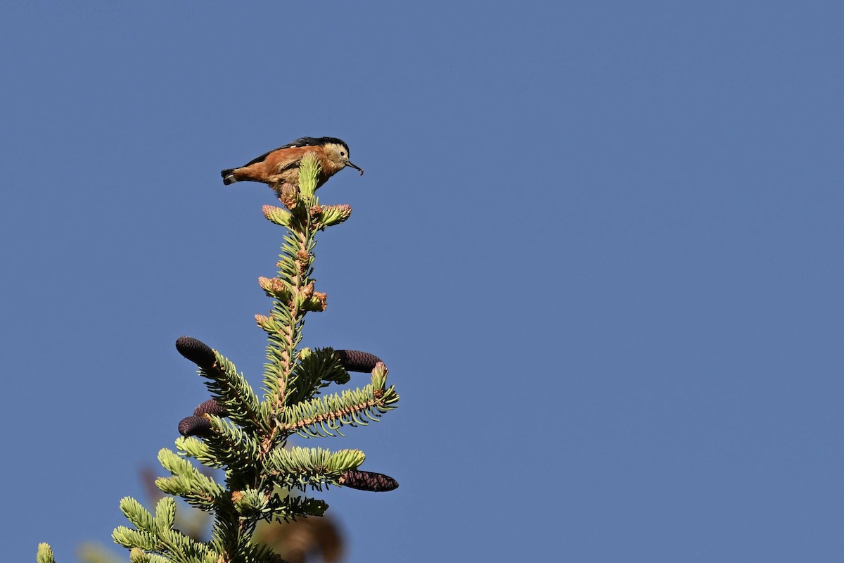 Przevalski's Nuthatch - ML638677282