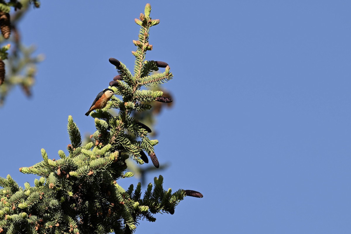 Przevalski's Nuthatch - ML638677283