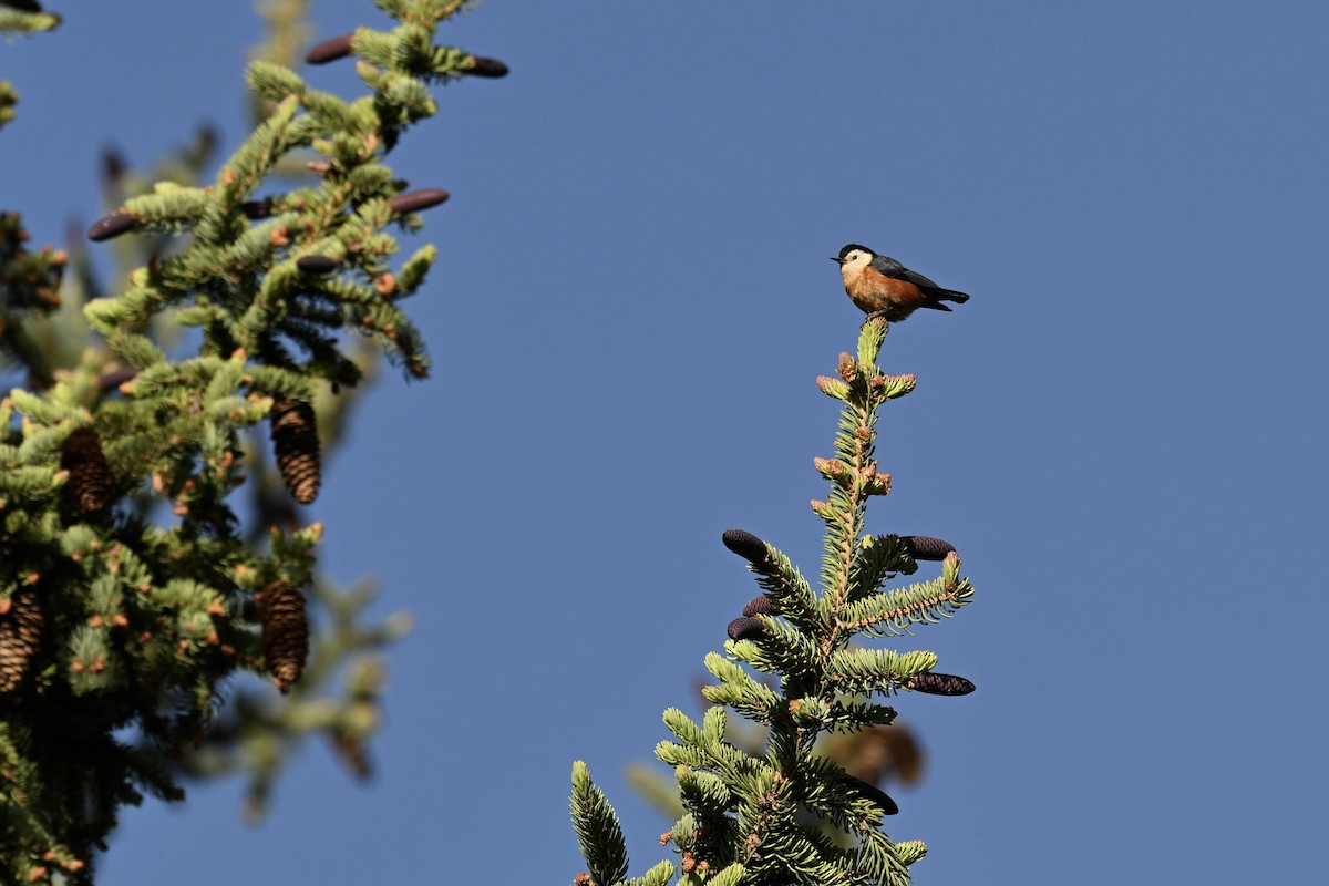Przevalski's Nuthatch - ML638677284