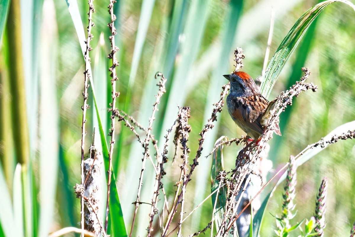 Swamp Sparrow - ML638677298