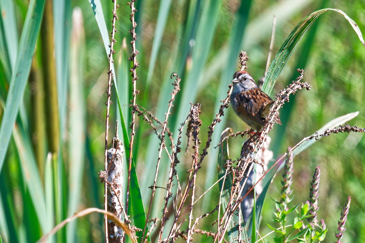 Swamp Sparrow - ML638677299