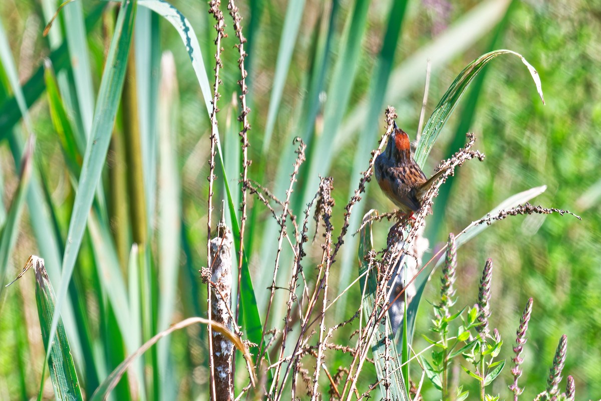 Swamp Sparrow - ML638677300
