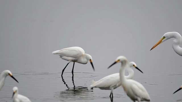 Snowy Egret - ML638677347