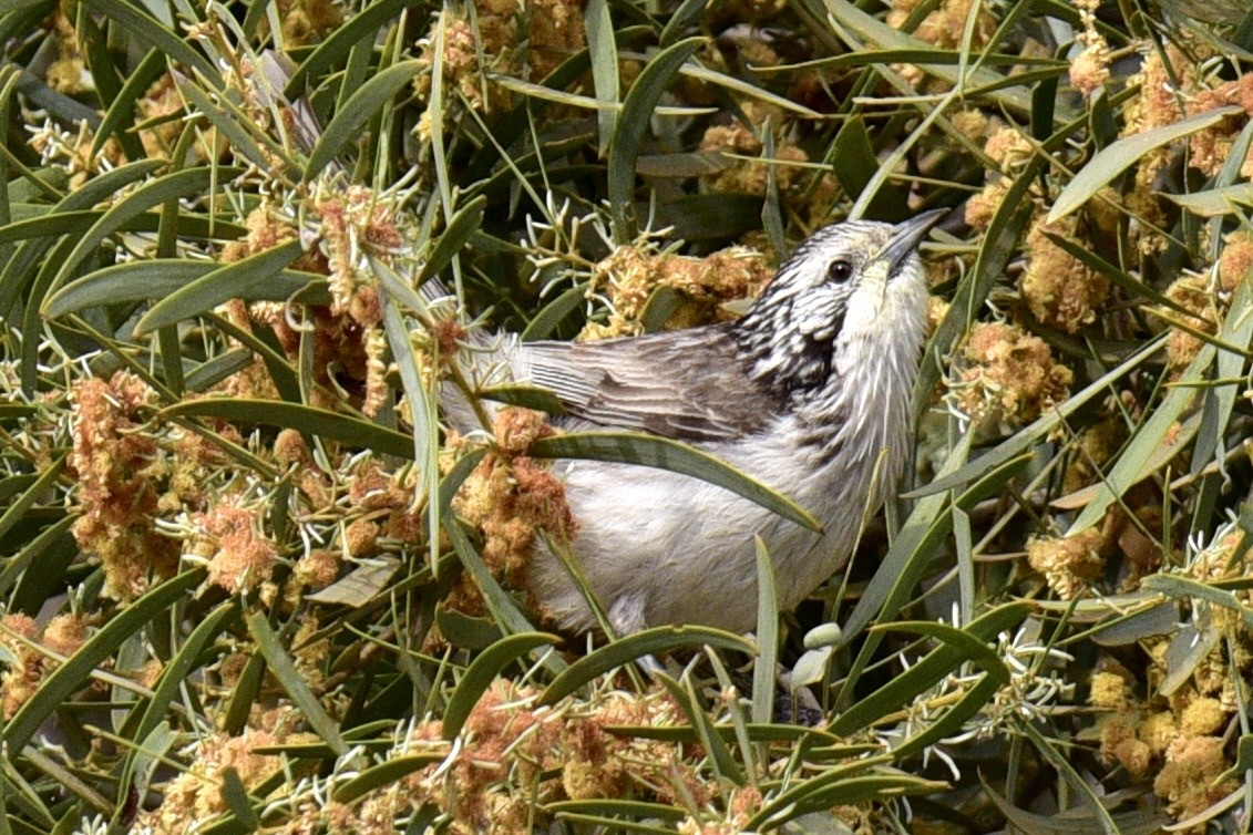 Striped Honeyeater - ML638677380
