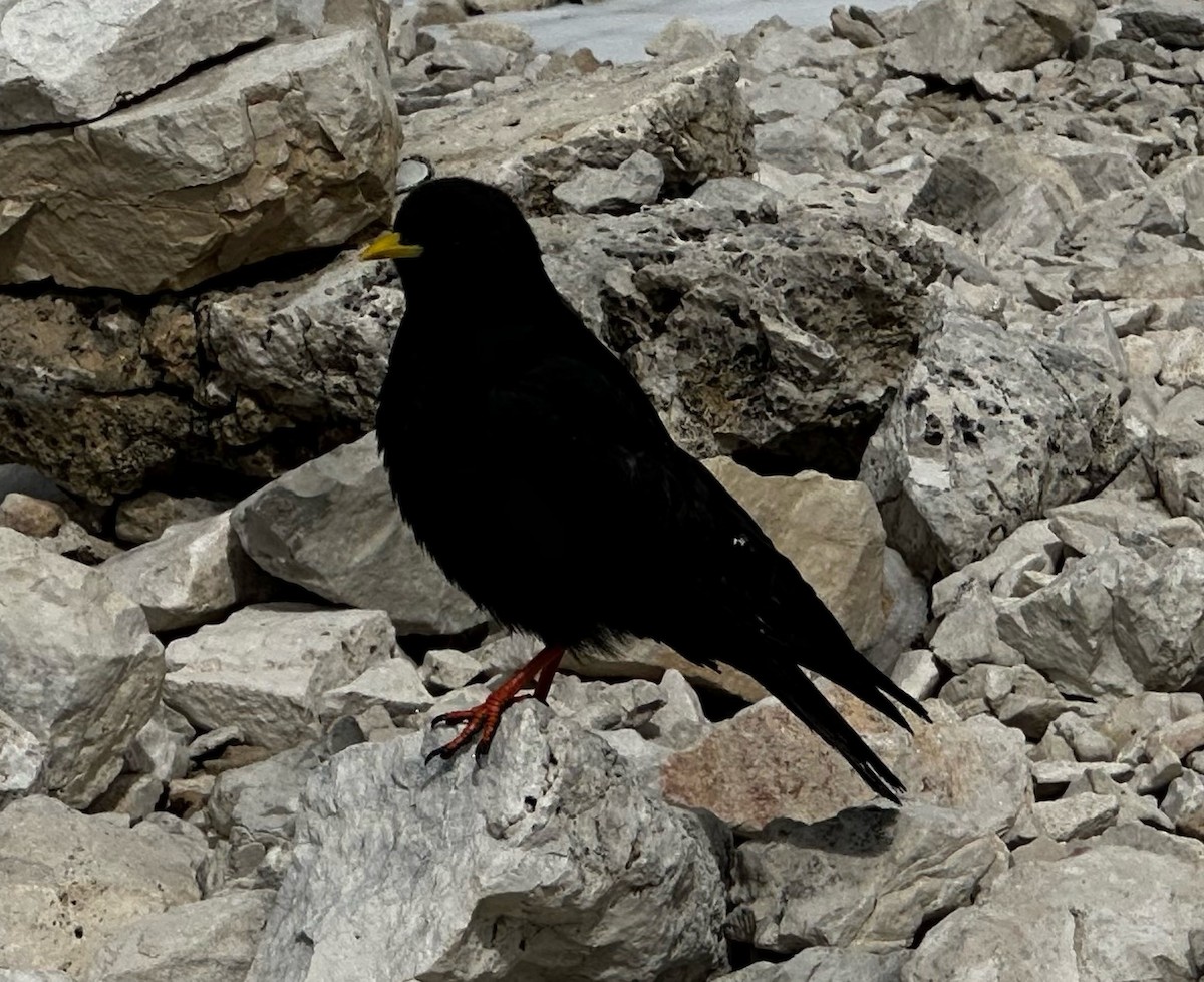 Yellow-billed Chough - ML638677390