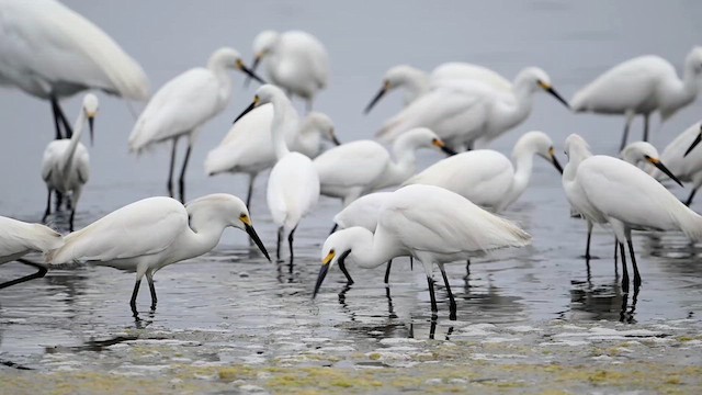 Snowy Egret - ML638677559