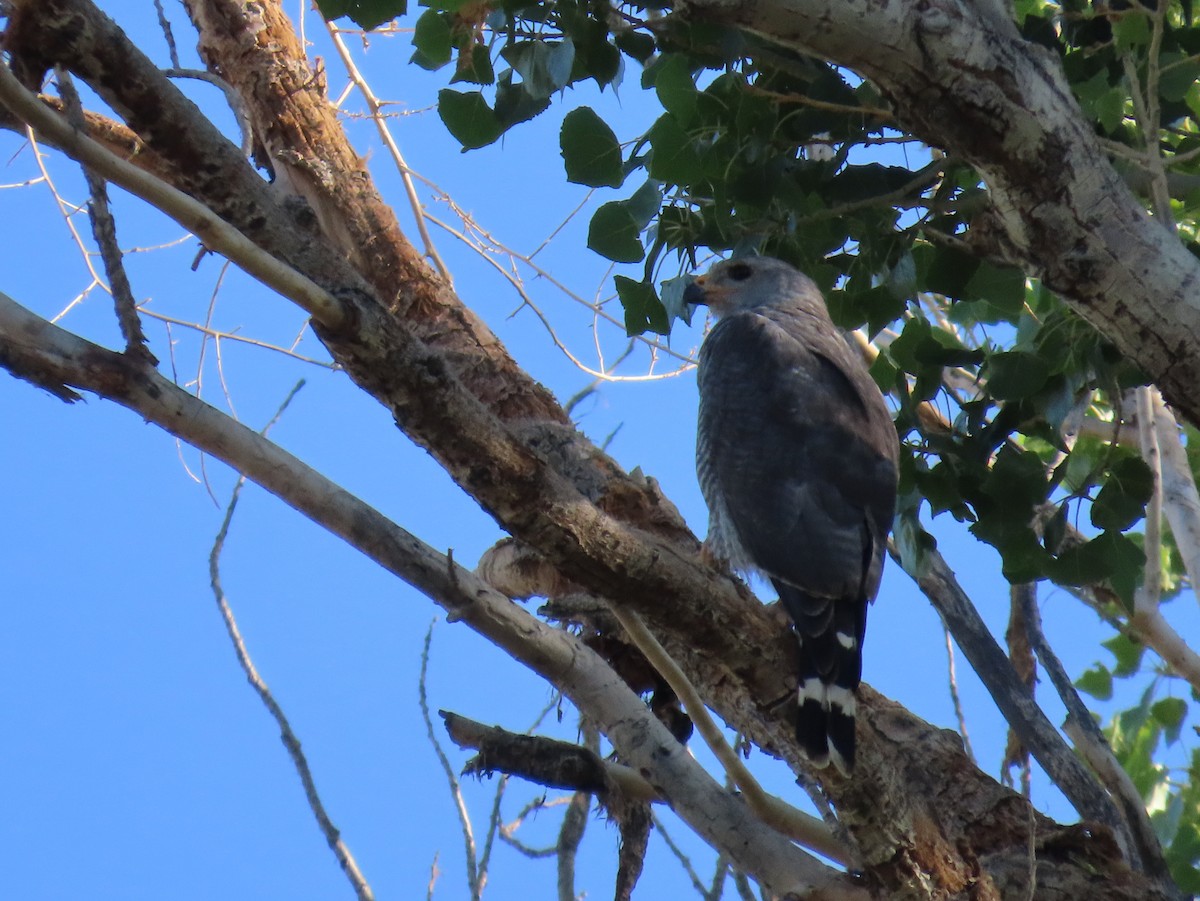 Graubussard - ML638677583