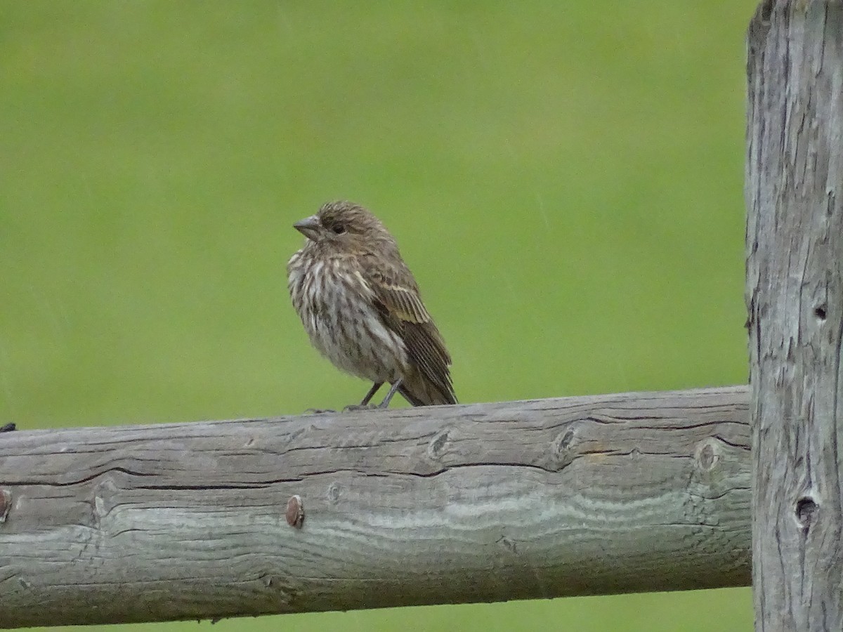 House Finch - ML638677593