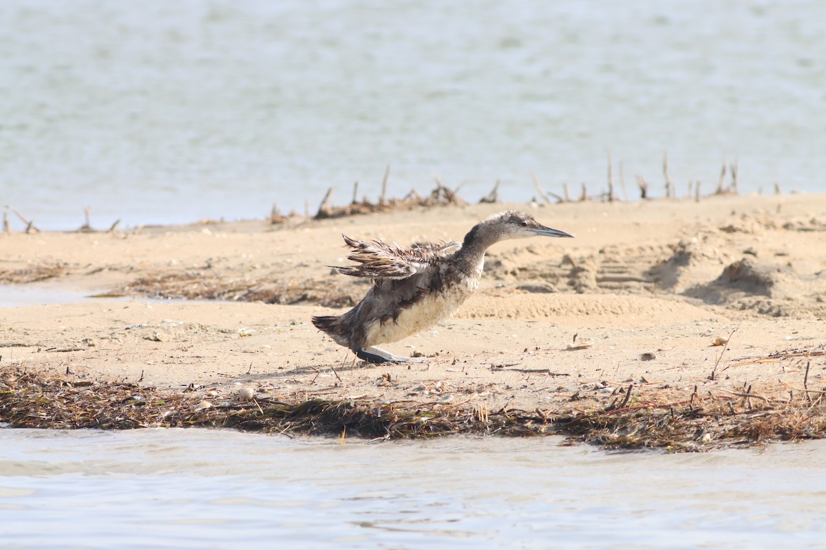 Common Loon - ML638677640