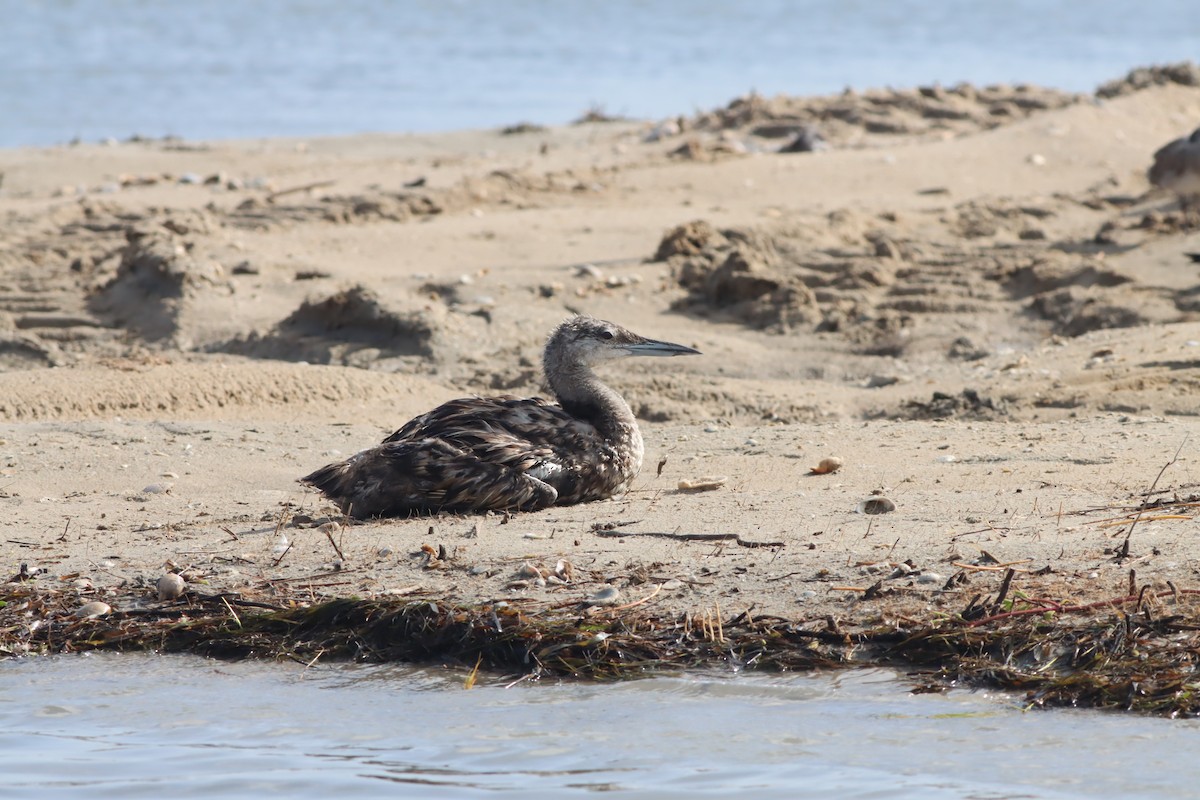 Common Loon - ML638677641