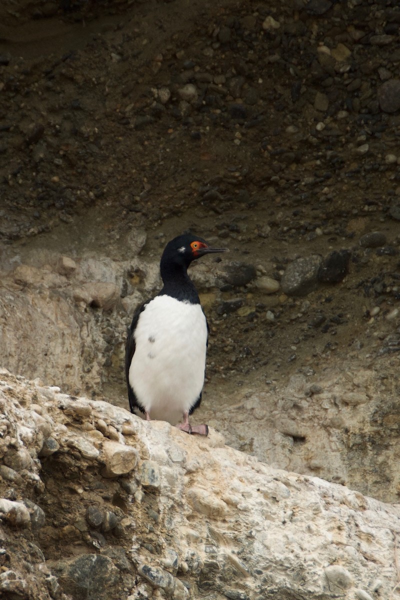 Cormoran de Magellan - ML638677662