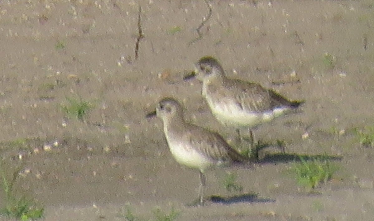 Black-bellied Plover - ML638677695