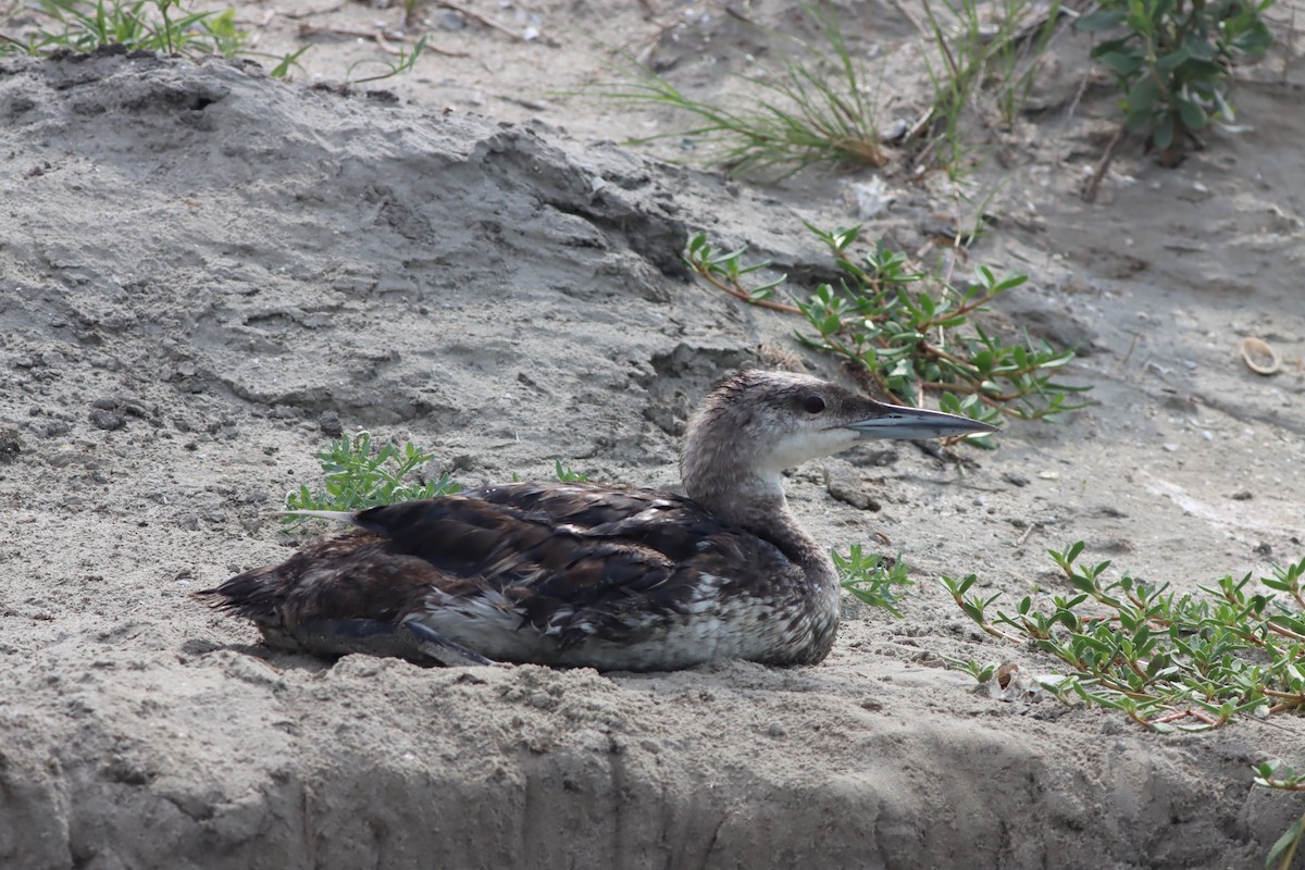 Common Loon - ML638677696