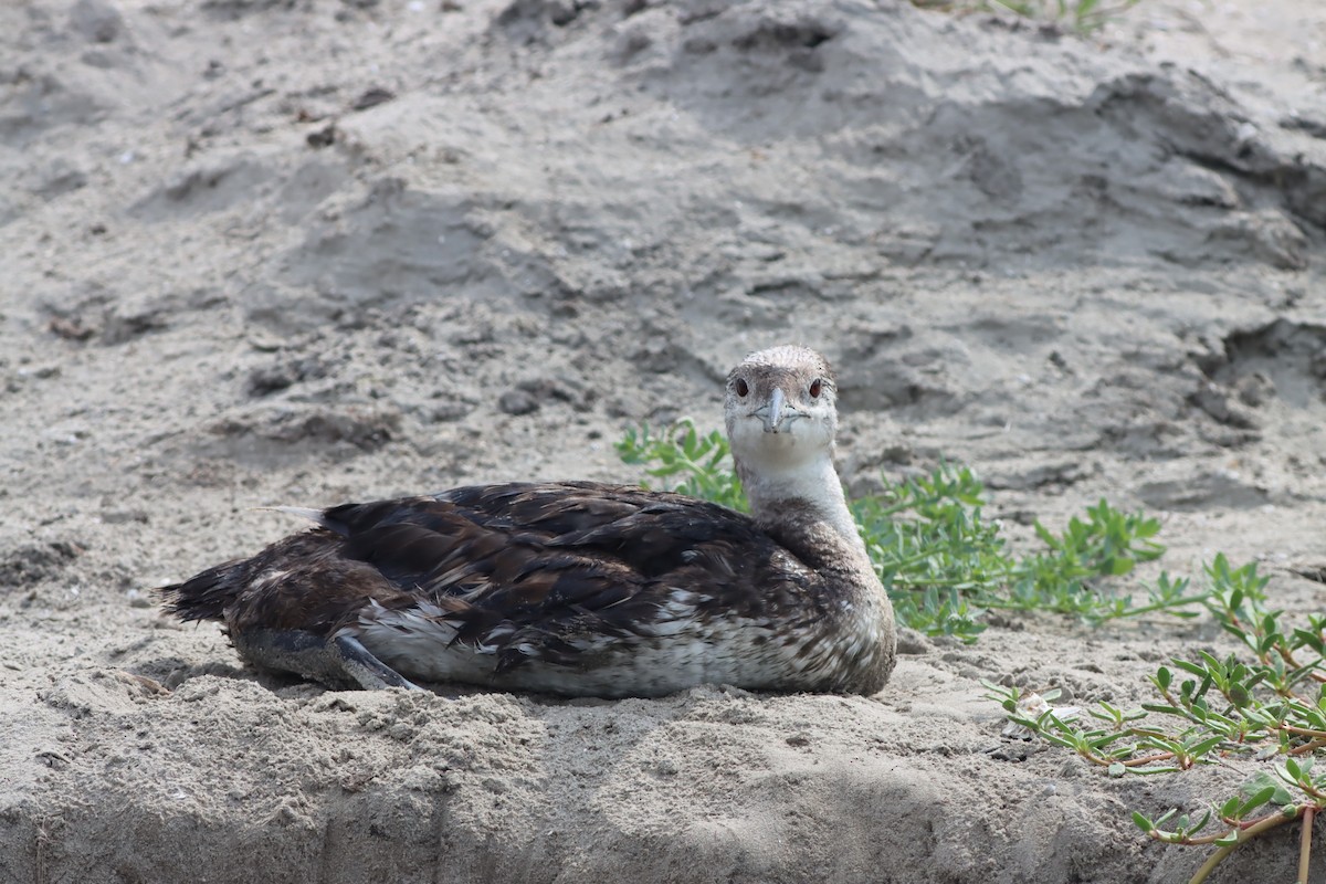 Common Loon - ML638677701