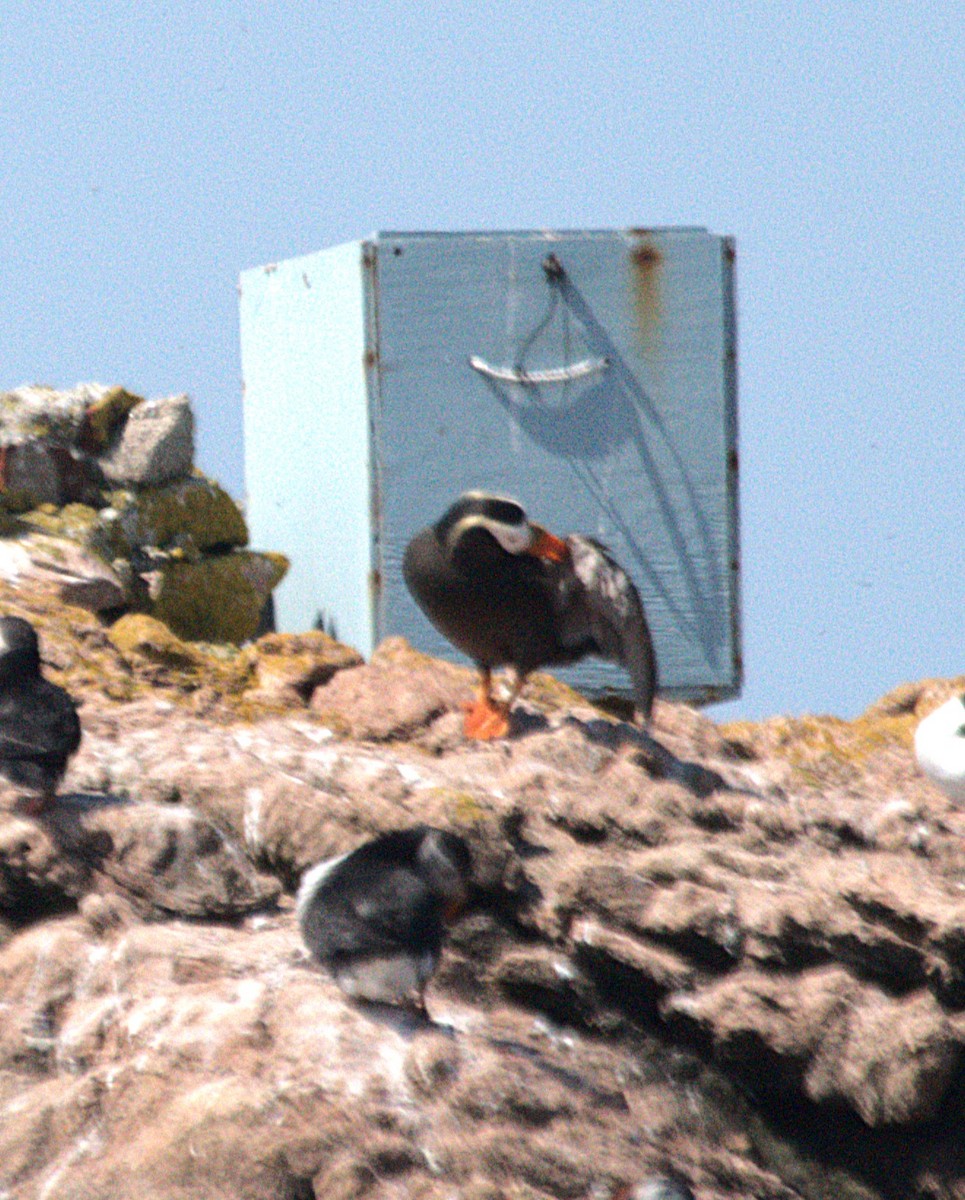 Tufted Puffin - ML638677742