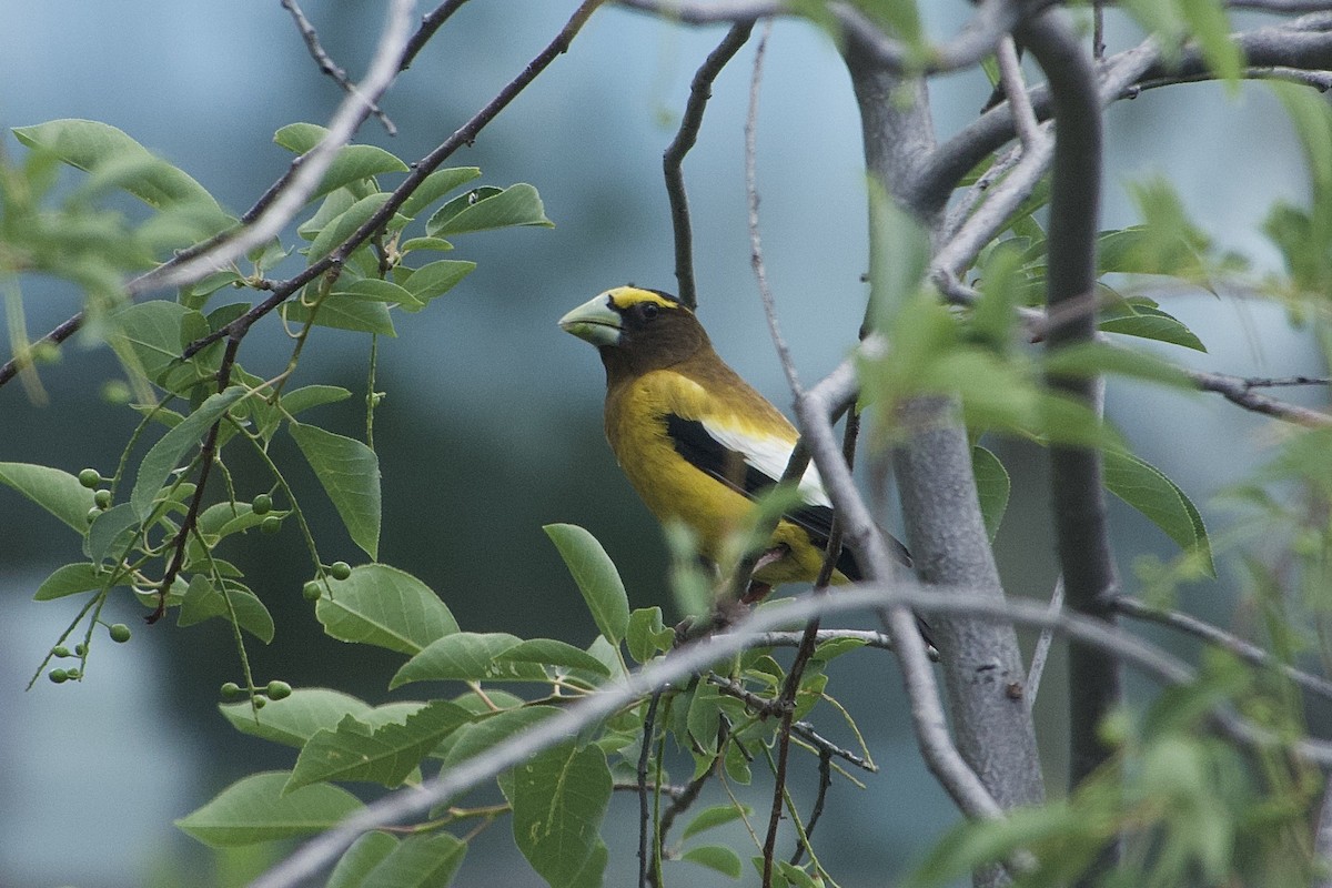 Evening Grosbeak - ML638677748