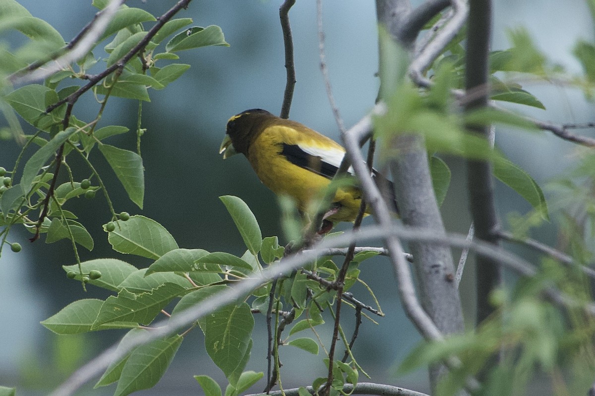 Evening Grosbeak - ML638677749