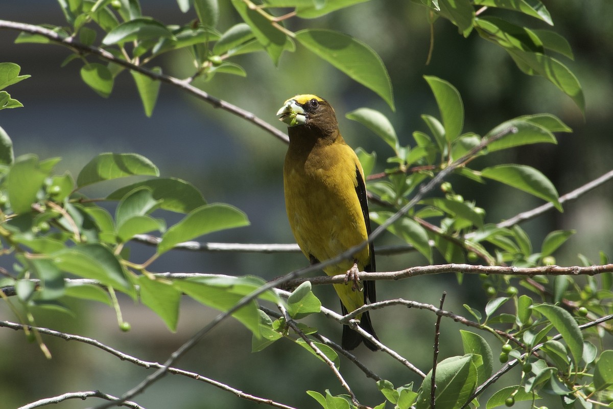 Evening Grosbeak - ML638677750