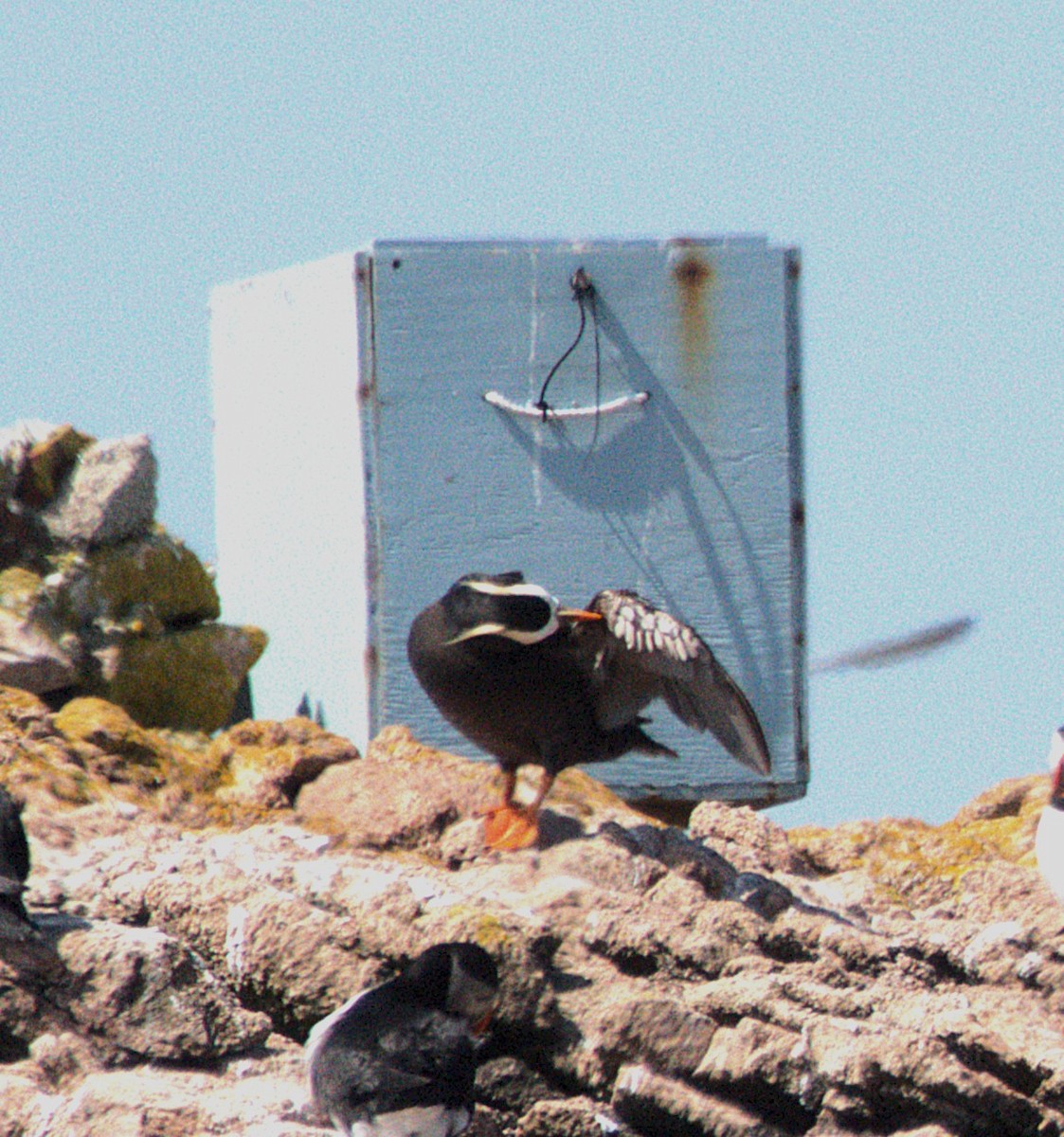 Tufted Puffin - ML638677753