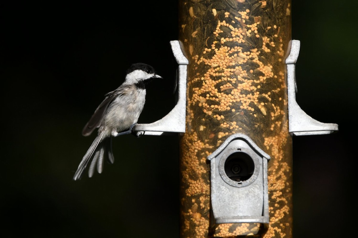 Carolina Chickadee - ML638677787
