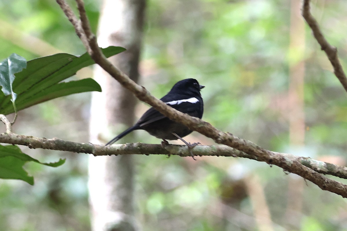 Madagascar Magpie-Robin (Black-bellied) - ML638677830