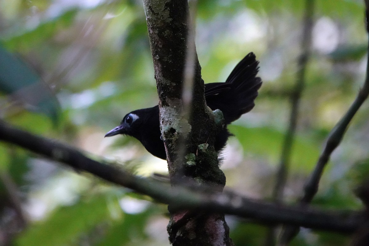 Zeledon's Antbird - ML638677852
