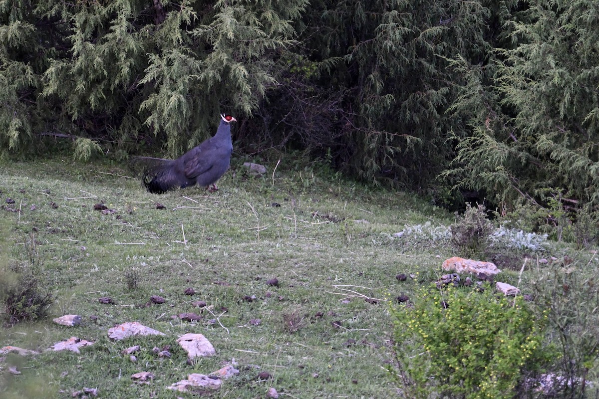 Blue Eared-Pheasant - ML638677864