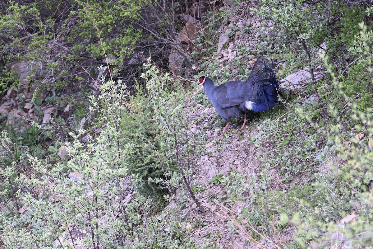 Blue Eared-Pheasant - ML638677865