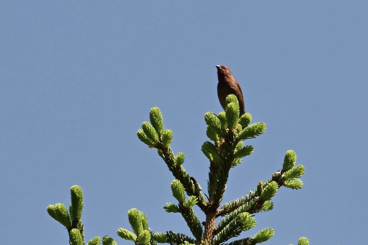 Blanford's Rosefinch - ML638677892