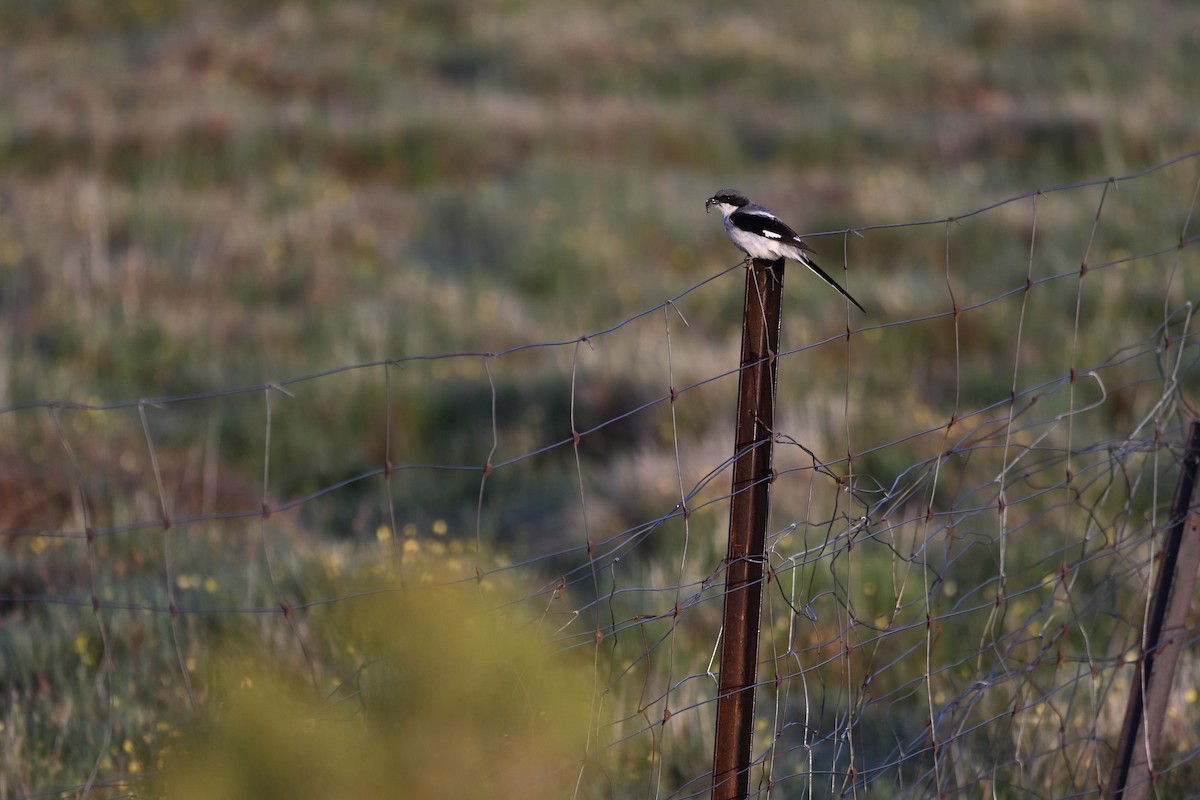Giant Shrike - ML638677924
