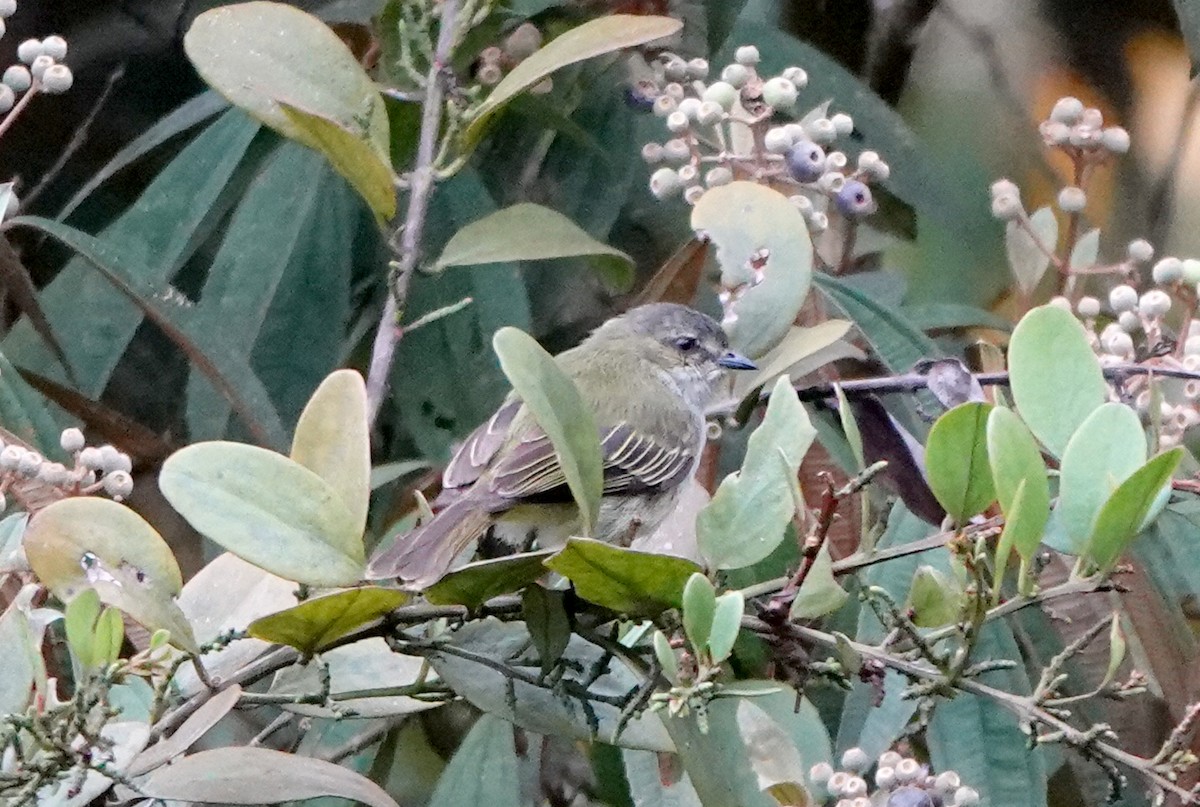 Mistletoe Tyrannulet - ML638677927